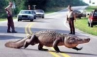 Chú Cá sấu giúp cảnh sát bắt cướp