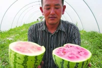 Xuất hiện người Trung Quốc thuê đất trồng dưa hấu giống lạ